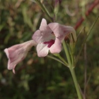 Parasopubia delphiniifolia (L.) H.-P.Hofm. & Eb.Fisch.